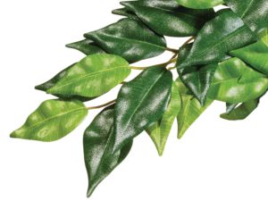 Exoterra Ficus terraariokasvi.