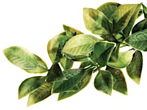 Exoterra Mandarin terraariokasvi.