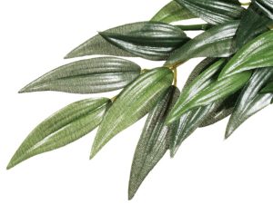 Exoterra Ruscus terraariokasvi.