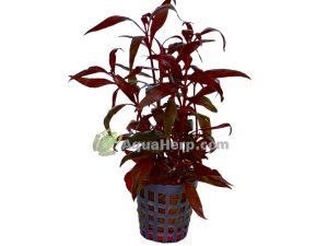 Alternanthera reineckii “Mini”
