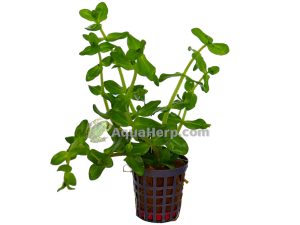 Bacopa amplexicaulis