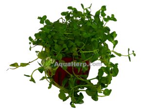 Bacopa australis