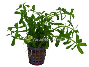 Bacopa monnieri “Compacta”