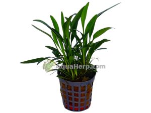 Cryptocoryne amicorum