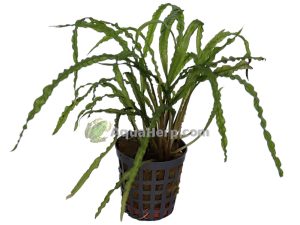 Cryptocoryne balansae