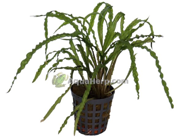 Cryptocoryne balansae