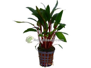Cryptocoryne beckettii