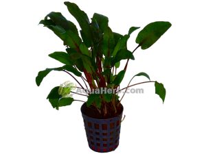 Cryptocoryne bullosa