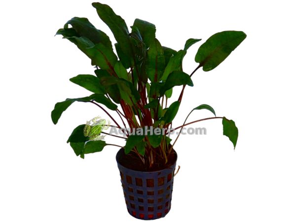 Cryptocoryne bullosa