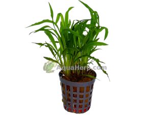 Cryptocoryne costata