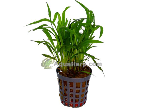 Cryptocoryne costata