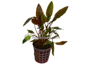 Cryptocoryne moehlmannii