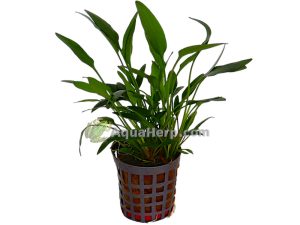 Cryptocoryne nevelli