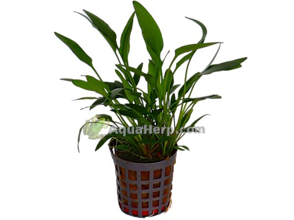 Cryptocoryne nevelli