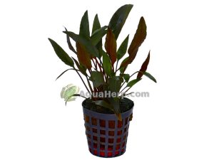 Cryptocoryne petchii