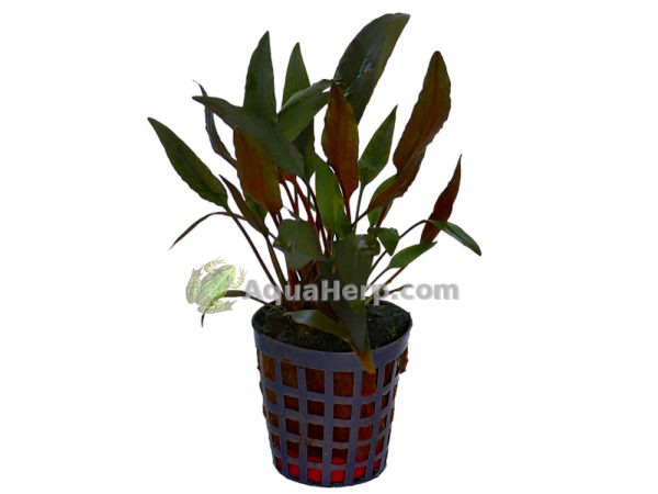 Cryptocoryne petchii