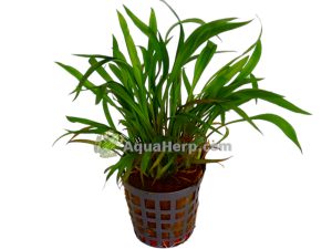 Cryptocoryne spiralis