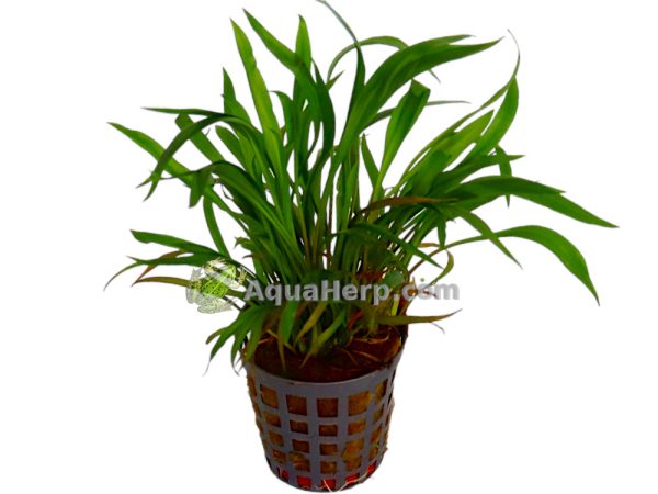 Cryptocoryne spiralis