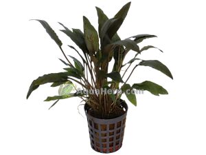 Cryptocoryne wendtii “Brown”