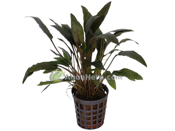 Cryptocoryne wendtii “Brown”