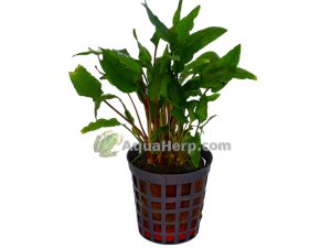 Cryptocoryne wendtii “Green”