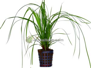 Cyperus helferii
