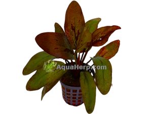 Echinodorus “Altlandsberg”