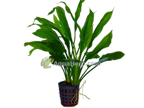 Echinodorus bleheri