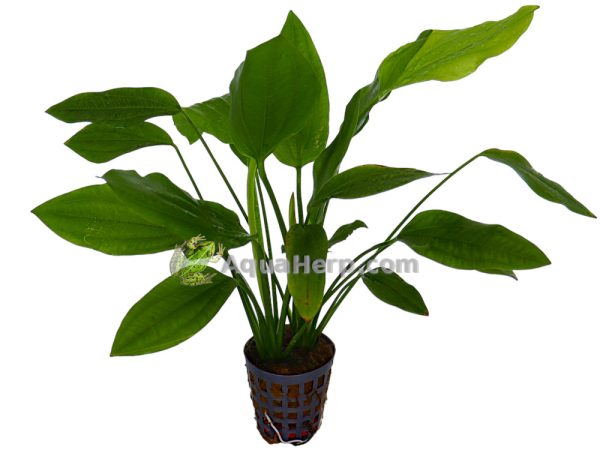 Echinodorus parviflorus