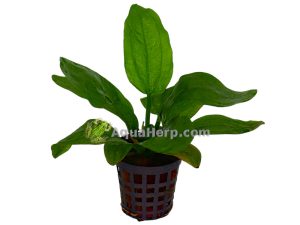 Echinodorus radicans