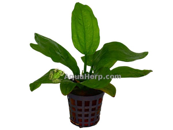 Echinodorus radicans