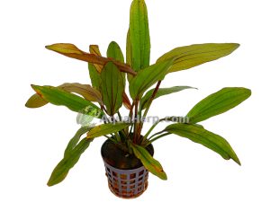 Echinodorus “Rose”