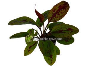 Echinodorus “Sunset”
