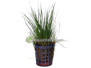 Eleocharis acicularis