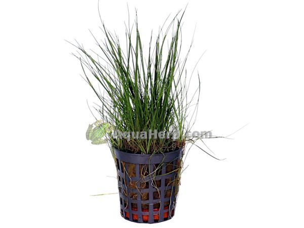 Eleocharis acicularis