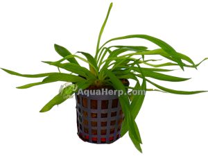 Helanthium bolivianum
