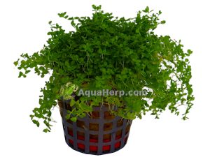 Hemianthus callitrichoides