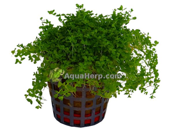 Hemianthus callitrichoides