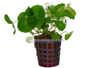 Hydrocotyle leucocephala