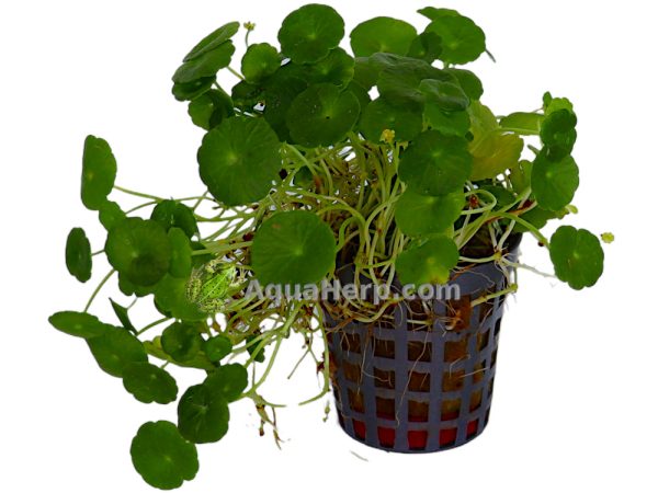 Hydrocotyle verticillata