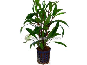 Hygrophila corymbosa “Thailand”