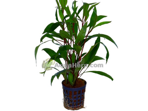 Hygrophila corymbosa “Thailand”