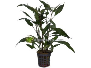 Hygrophila guanensis