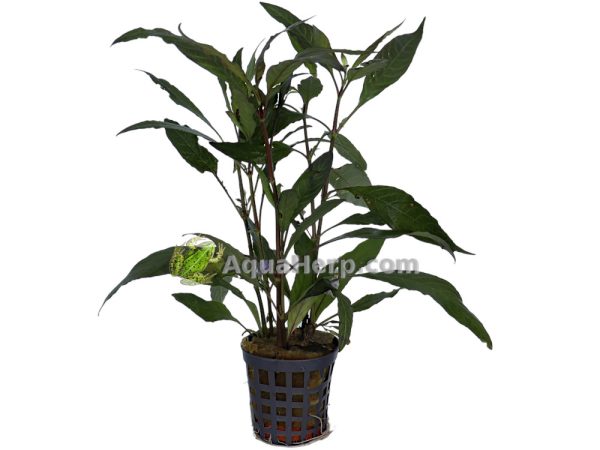 Hygrophila guanensis