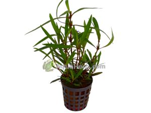 Hygrophila lancea