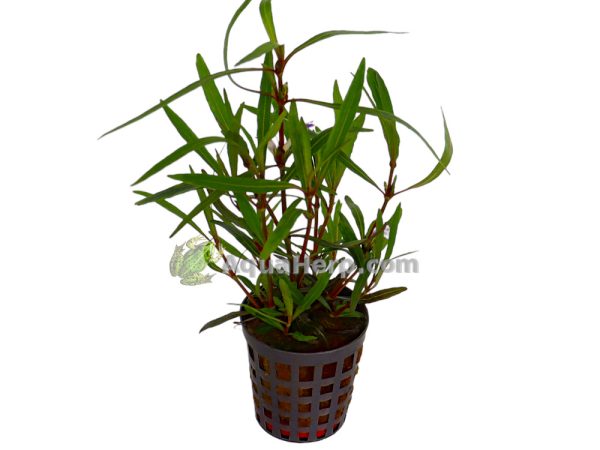 Hygrophila lancea