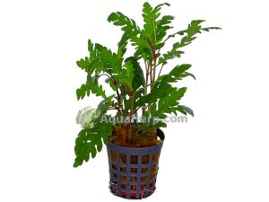 Hygrophila pinnatifida
