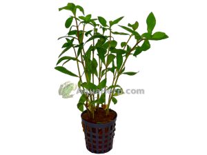 Hygrophila polysperma