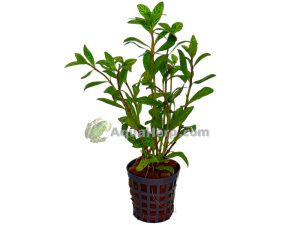 Hygrophila rosea australis