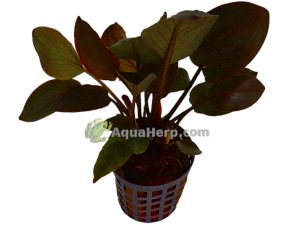 Lagenandra meeboldii “Red”